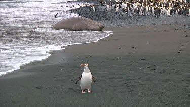 Royal penguin (Eudyptes schlegeli) walking on the beach on Macquarie Island (AU)