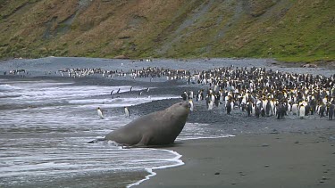 Elephant seal (Mirounga leonina) moving on the beach on Macquarie Island (AU)