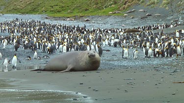 Elephant seal (Mirounga leonina) resting on the beach on Macquarie Island (AU)