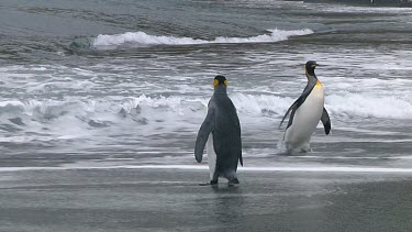 King penguin (Aptenodytes patagonicus) walking on the beach of Macquarie Island (AU)