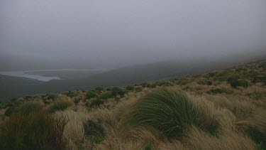 Wind and mist on Campbell Island (NZ)