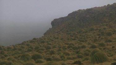 Wind and mist on Campbell Island (NZ)