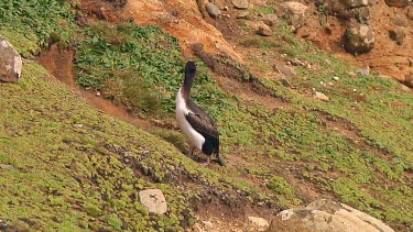 New Zealand Cormorant