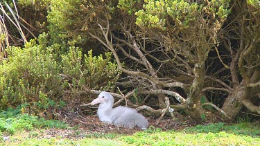 Chick of a nothern giant petrel (Macronectes halli) on its nest on Enderby Island (NZ)