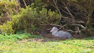 Chick of a nothern giant petrel (Macronectes halli) on its nest on Enderby Island (NZ)