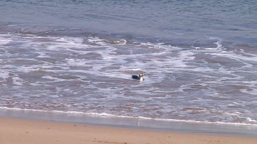 Yellow-eyed penguin (Megadyptes antipodes) about to land on the beach of Enderby Island (NZ)