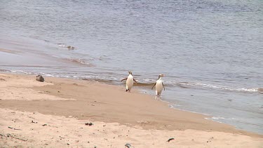 Two yellow-eyed penguins (Megadyptes antipodes) walking on the beach of Enderby Island (NZ)
