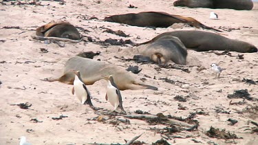 Two yellow-eyed penguins (Megadyptes antipodes) walking on the beach of Enderby Island (NZ)