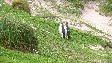 Two yellow-eyed penguins (Megadyptes antipodes) walking on the grass of Enderby Island (NZ)