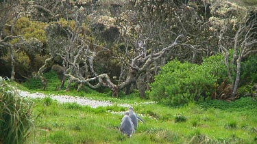 Two yellow-eyed penguins (Megadyptes antipodes) walking on the grass of Enderby Island (NZ)