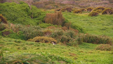Yellow-eyed penguin (Megadyptes antipodes) walking on the grass of Enderby Island (NZ)