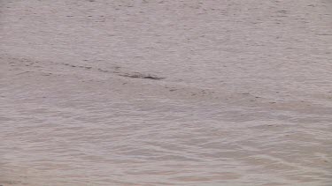 Yellow-eyed penguin (Megadyptes antipodes) about to land on the beach of Enderby Island (NZ)