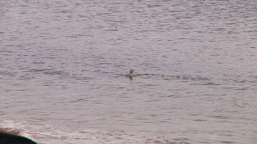 Yellow-eyed penguin (Megadyptes antipodes) about to land on the beach of Enderby Island (NZ)