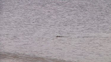 Yellow-eyed penguin (Megadyptes antipodes) about to land on the beach of Enderby Island (NZ)