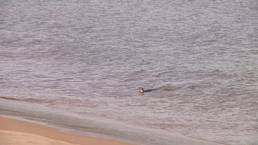 Yellow-eyed penguin (Megadyptes antipodes) about to land on the beach of Enderby Island (NZ)