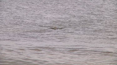 Yellow-eyed penguin (Megadyptes antipodes) about to land on the beach of Enderby Island (NZ)