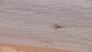 Yellow-eyed penguin (Megadyptes antipodes) about to land on the beach of Enderby Island (NZ)