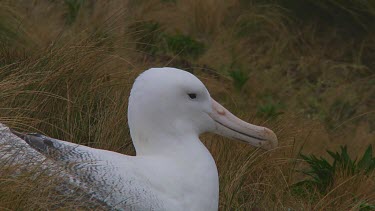 Southern royal albotross (Diomedea epomophora) sitting on its nest on Campbell Island (NZ)