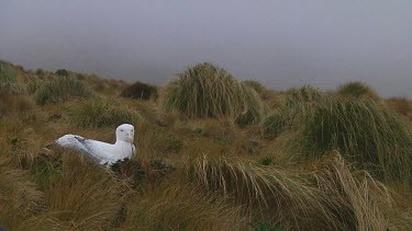 Southern royal albotross (Diomedea epomophora) sitting on its nest on Campbell Island (NZ)