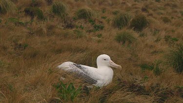 Southern royal albotross (Diomedea epomophora) sitting on its nest on Campbell Island (NZ)