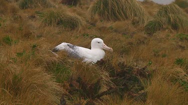 Southern royal albotross (Diomedea epomophora) sitting on its nest on Campbell Island (NZ)