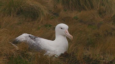 Southern royal albotross (Diomedea epomophora) sitting on its nest on Campbell Island (NZ)