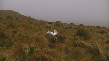 Southern royal albotross (Diomedea epomophora) sitting on its nest on Campbell Island (NZ)