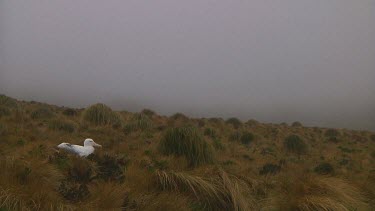 Southern royal albotross (Diomedea epomophora) sitting on its nest on Campbell Island (NZ)
