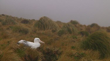 Southern royal albotross (Diomedea epomophora) sitting on its nest on Campbell Island (NZ)