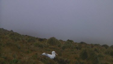 Southern royal albotross (Diomedea epomophora) sitting on its nest on Campbell Island (NZ)