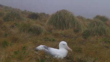 Southern royal albotross (Diomedea epomophora) sitting on its nest on Campbell Island (NZ)
