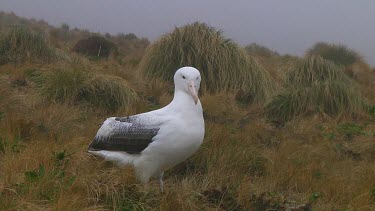 Southern royal albotross (Diomedea epomophora) sitting on its nest on Campbell Island (NZ)