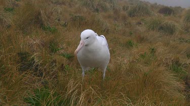 Southern royal albotross (Diomedea epomophora) sitting on its nest on Campbell Island (NZ)
