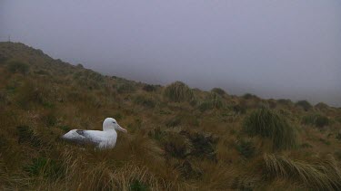 Southern royal albotross (Diomedea epomophora) sitting on its nest on Campbell Island (NZ)