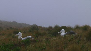 Two southern royal albotross (Diomedea epomophora) sitting on its nest on Campbell Island (NZ)