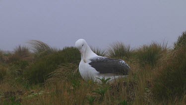 Southern royal albotross (Diomedea epomophora) preening on Campbell Island (NZ)