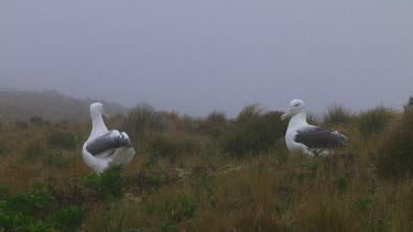 Two southern royal albotross (Diomedea epomophora) standing on Campbell Island (NZ)