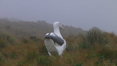 Southern royal albotross (Diomedea epomophora) spreading its wings on Campbell Island (NZ)