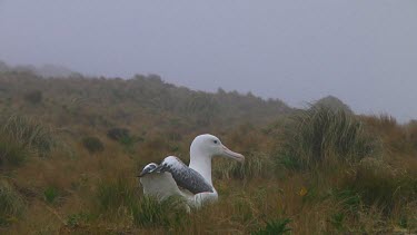 Two southern royal albotross (Diomedea epomophora) sitting on its nest on Campbell Island (NZ)