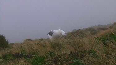 Southern royal albotross (Diomedea epomophora) preening on Campbell Island (NZ)