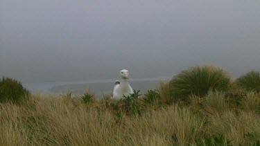 Southern royal albotross (Diomedea epomophora) sitting on its nest on Campbell Island (NZ)