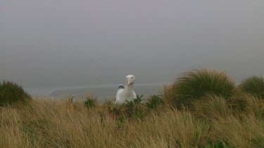 Southern royal albotross (Diomedea epomophora) sitting on its nest on Campbell Island (NZ)