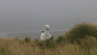 Southern royal albotross (Diomedea epomophora) preening on Campbell Island (NZ)