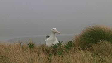 Southern royal albotross (Diomedea epomophora) preening on Campbell Island (NZ)