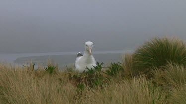 Southern royal albotross (Diomedea epomophora) preening on Campbell Island (NZ)