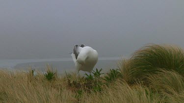 Southern royal albotross (Diomedea epomophora) preening on Campbell Island (NZ)