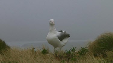 Southern royal albotross (Diomedea epomophora) spreading its wings on Campbell Island (NZ)