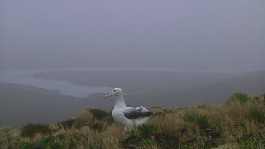 Two southern royal albotross (Diomedea epomophora) courting on Campbell Island (NZ)