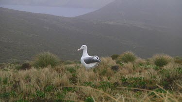 Southern royal albotross (Diomedea epomophora) standing on Campbell Island (NZ)