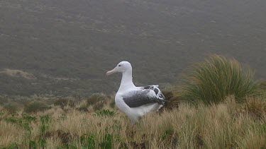 Southern royal albotross (Diomedea epomophora) sitting on its nest on Campbell Island (NZ)